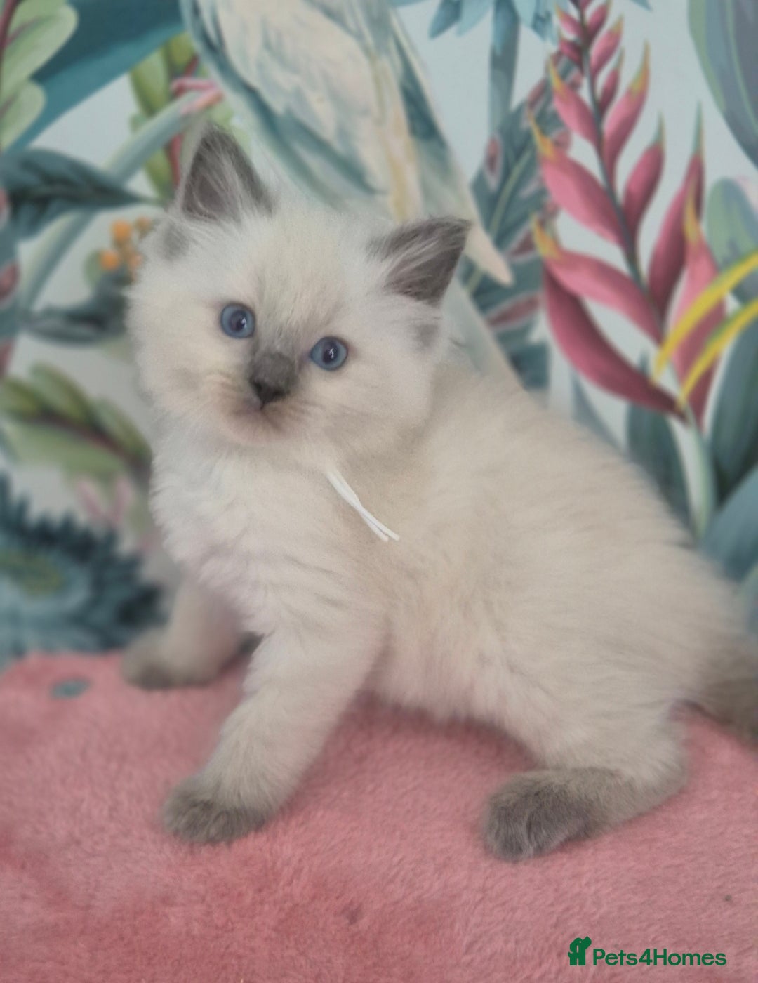 Ragdoll cats for sale: GCCF REGISTERED RAGDOLL KITTENS available septembe - Image 6