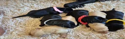 Labrador Retriever dogs for sale: Pedigree Labrador Puppies ready 10th September  - Advert 14
