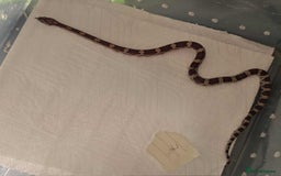 Snake reptiles for sale: variety of babys  - Image 9