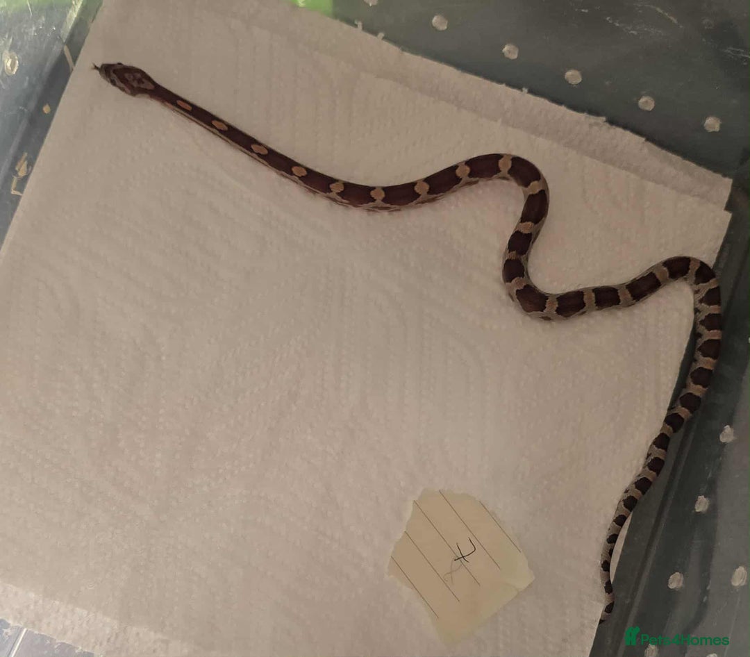 Snake reptiles for sale: variety of babys  - Image 9