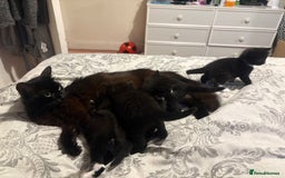 Domestic Shorthair cats for sale: Baby house cat kittens  - Image 11