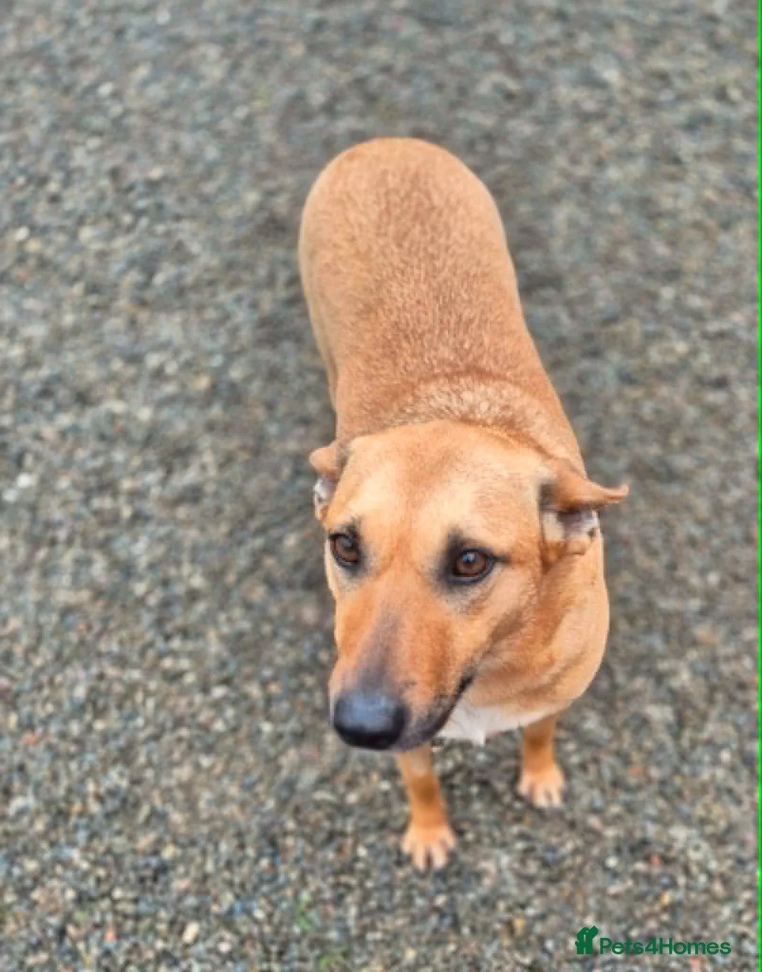 Mixed Breed dogs for adoption: Darci - In Ayr Looking for a home  - Advert 2