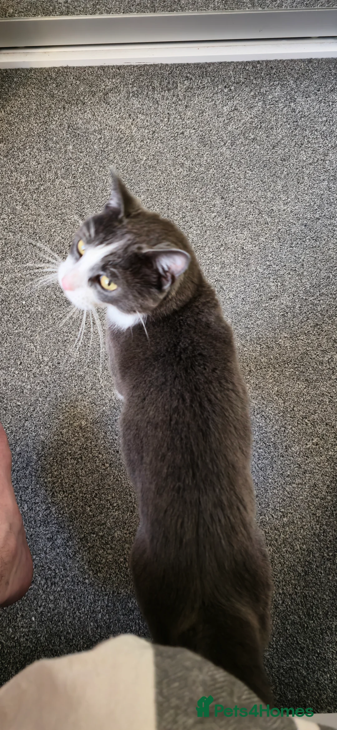 Mixed Breed cats for sale: Juno 7 years old - Advert 8