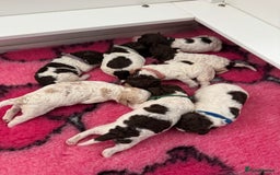 Lagotto Romagnolo dogs for sale: Quality litter due - Image 1