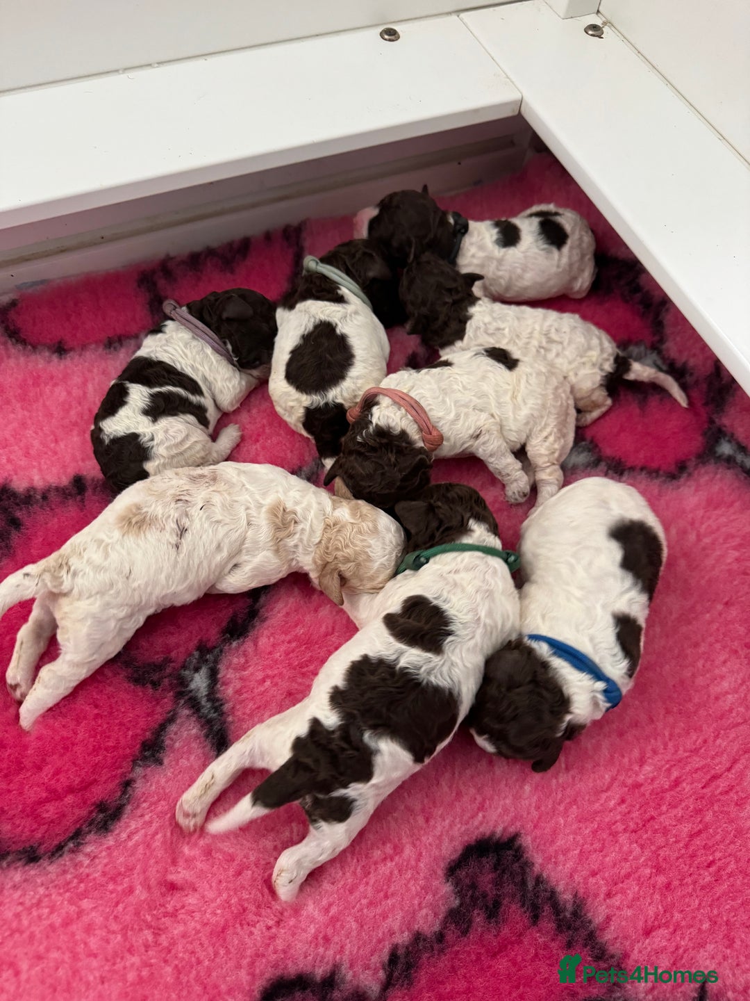 Lagotto Romagnolo dogs for sale: Quality litter due - Image 1