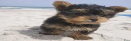 Yorkshire Terrier dogs for sale: Beautiful Mini Yorkshire Terrier Puppy - Advert 4