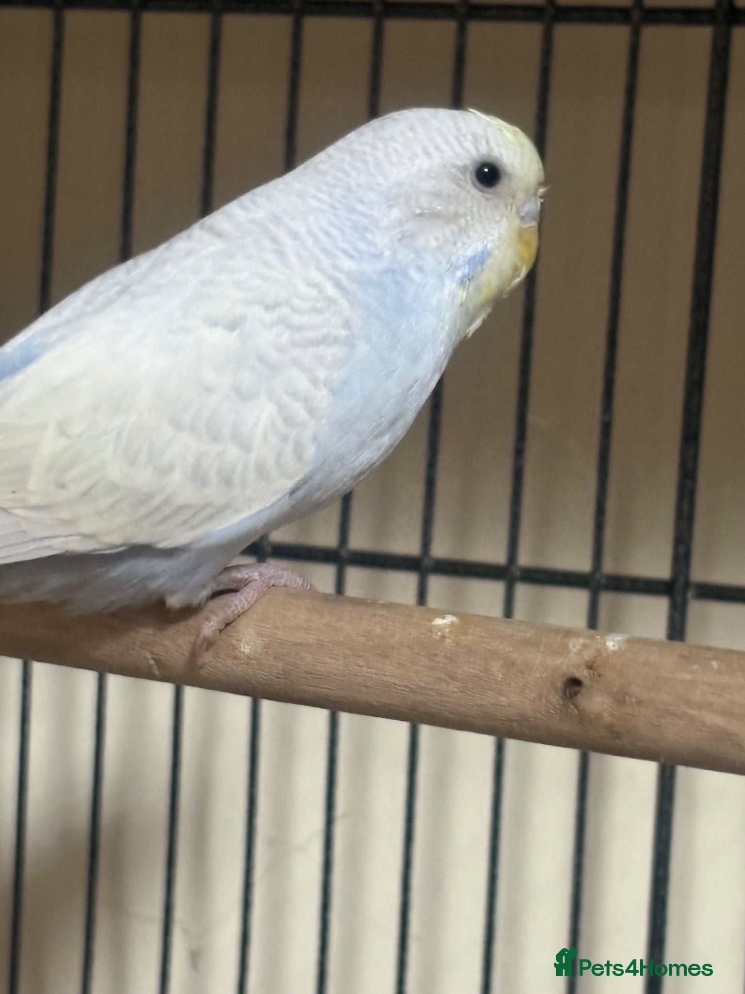 Budgerigars birds Baby Budgies’s for sale  - Advert 1