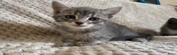 Mixed Breed cats for sale: Kittens - Advert 11