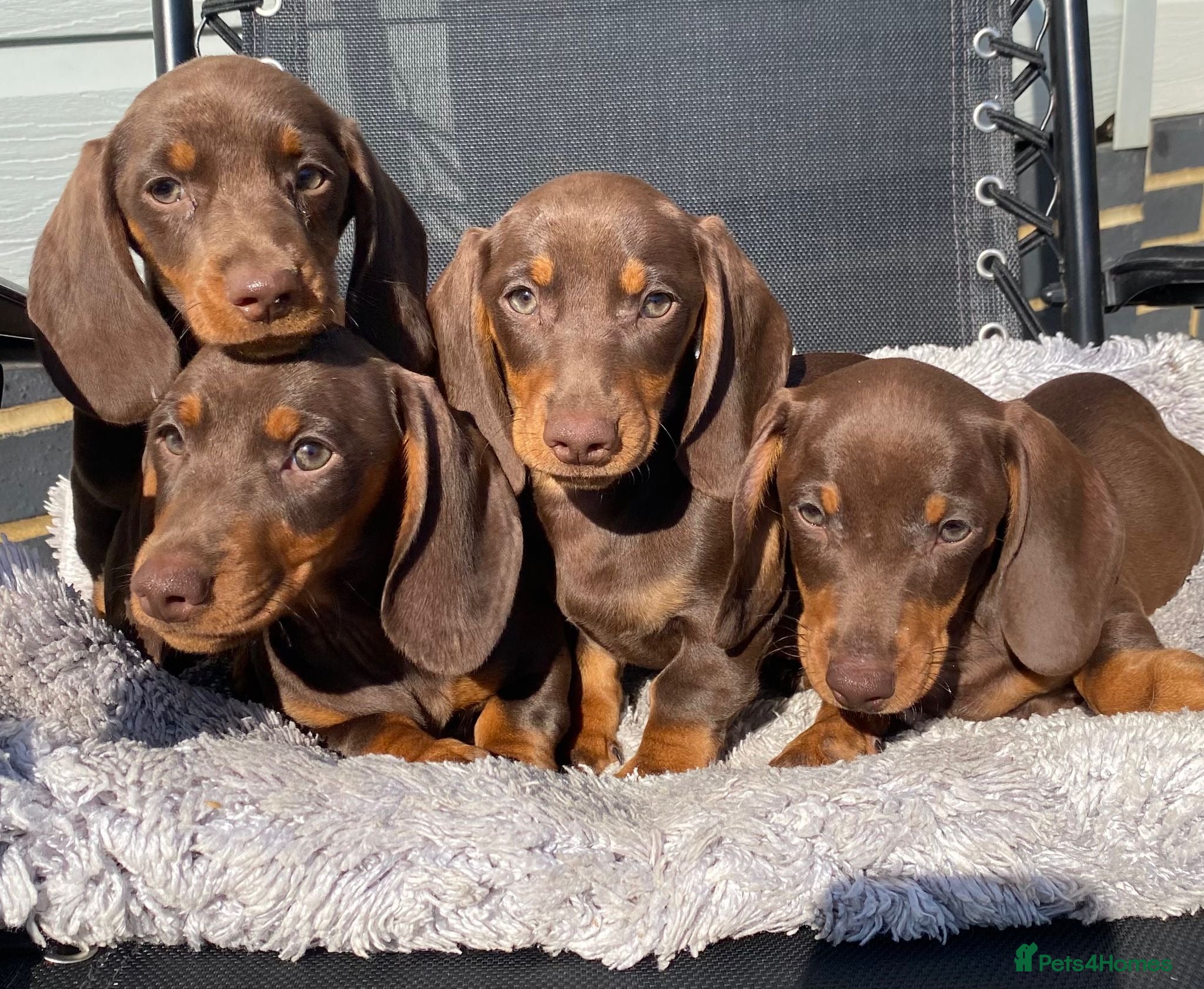 Dachshund dogs Dachshund Puppies for Sale - Advert 2