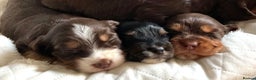 Cocker Spaniel dogs for sale: Extensively Health tested cocker spaniels Puppies  - Advert 9