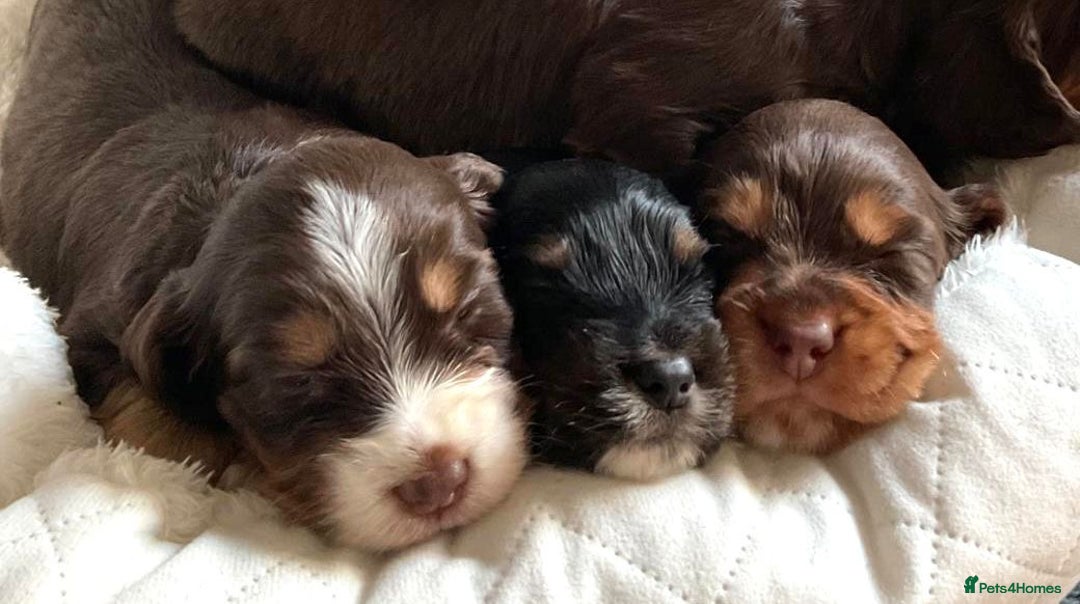 Cocker Spaniel dogs for sale: Extensively Health tested cocker spaniels Puppies  - Advert 9