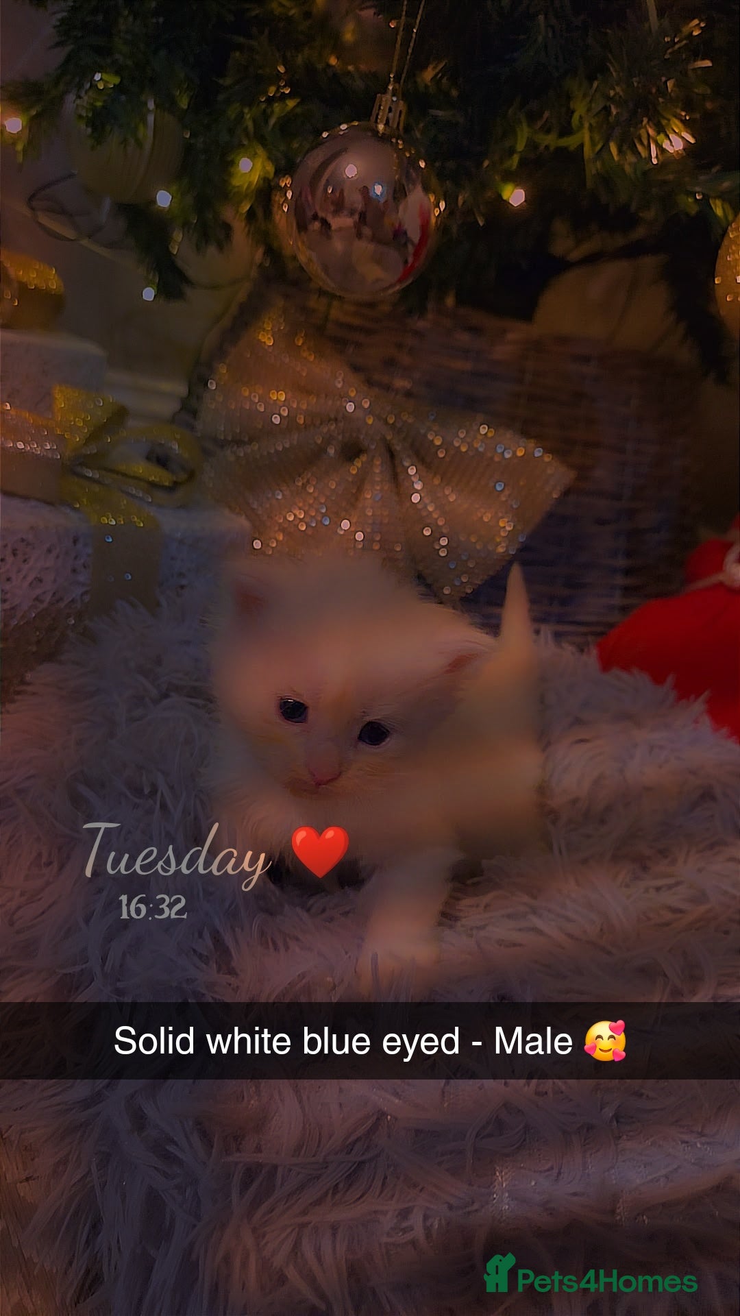 Maine Coon cats for sale: TICA registered MaineCoons 😸  - Advert 12