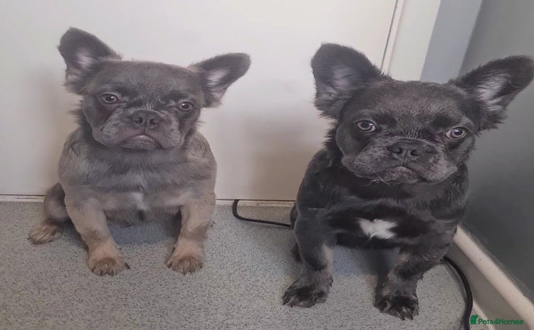 French Bulldog dogs in Beckenham - Advert 15