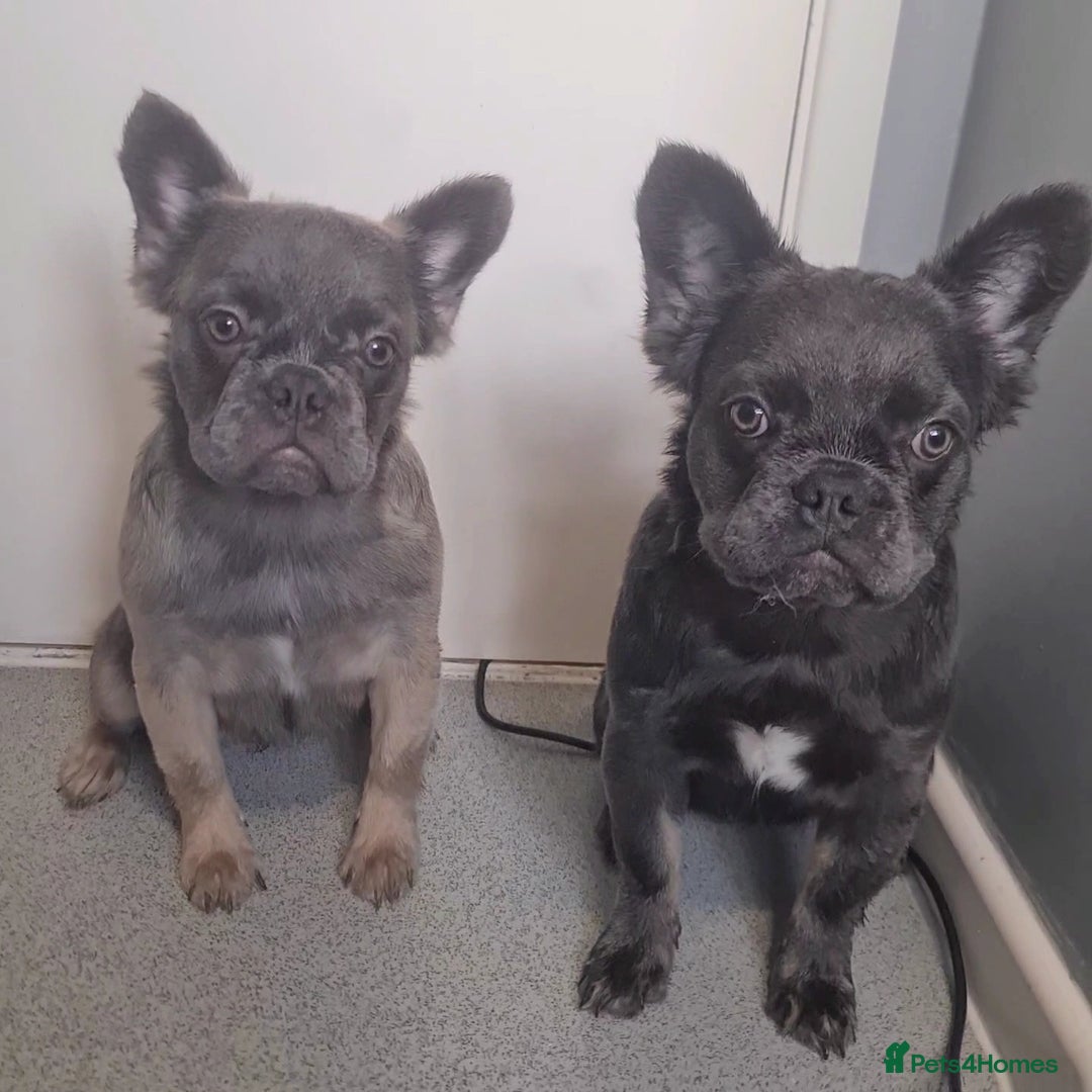 French Bulldog dogs for sale: 🐾  KLASSY BULLZ - KLASSY PUPZ 🐾  in Beckenham - Image 3