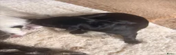 Patterdale Terrier dogs for sale: Puppies - Advert 4