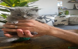 British Shorthair cats for sale: GCCF Outstanding British Short Hair kitten  - Image 22