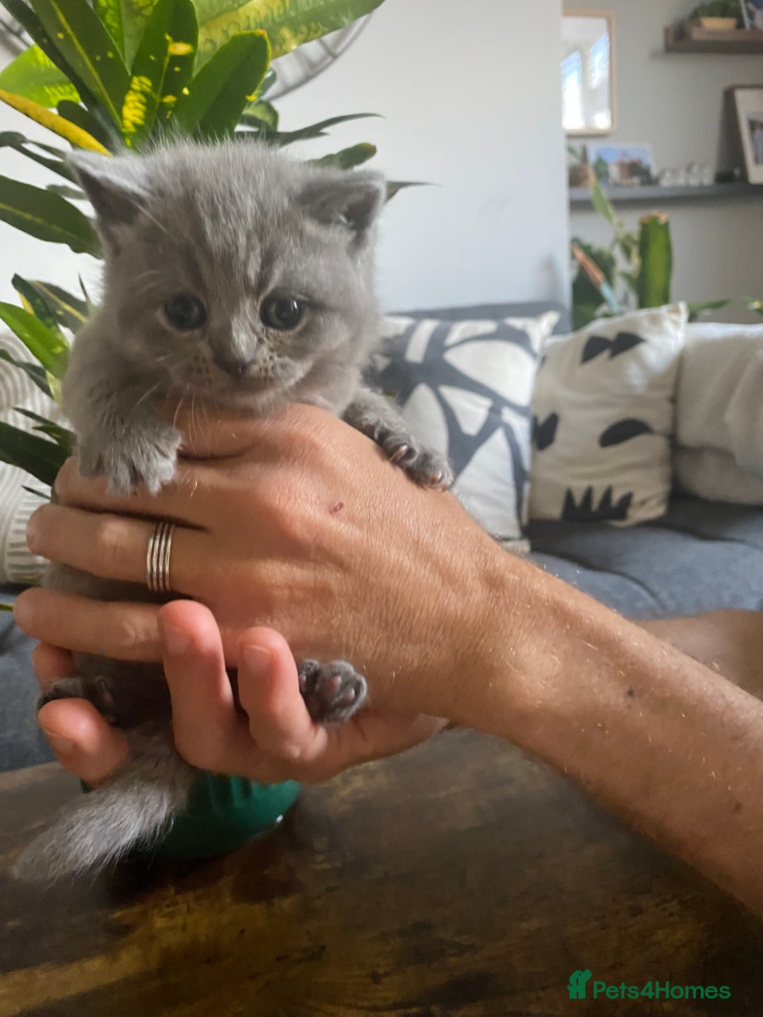 British Shorthair cats for sale: GCCF Outstanding British Short Hair kitten  - Image 22