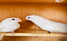 Parakeets birds for sale: Pair of albino red rump parrot for sale  - Image 5