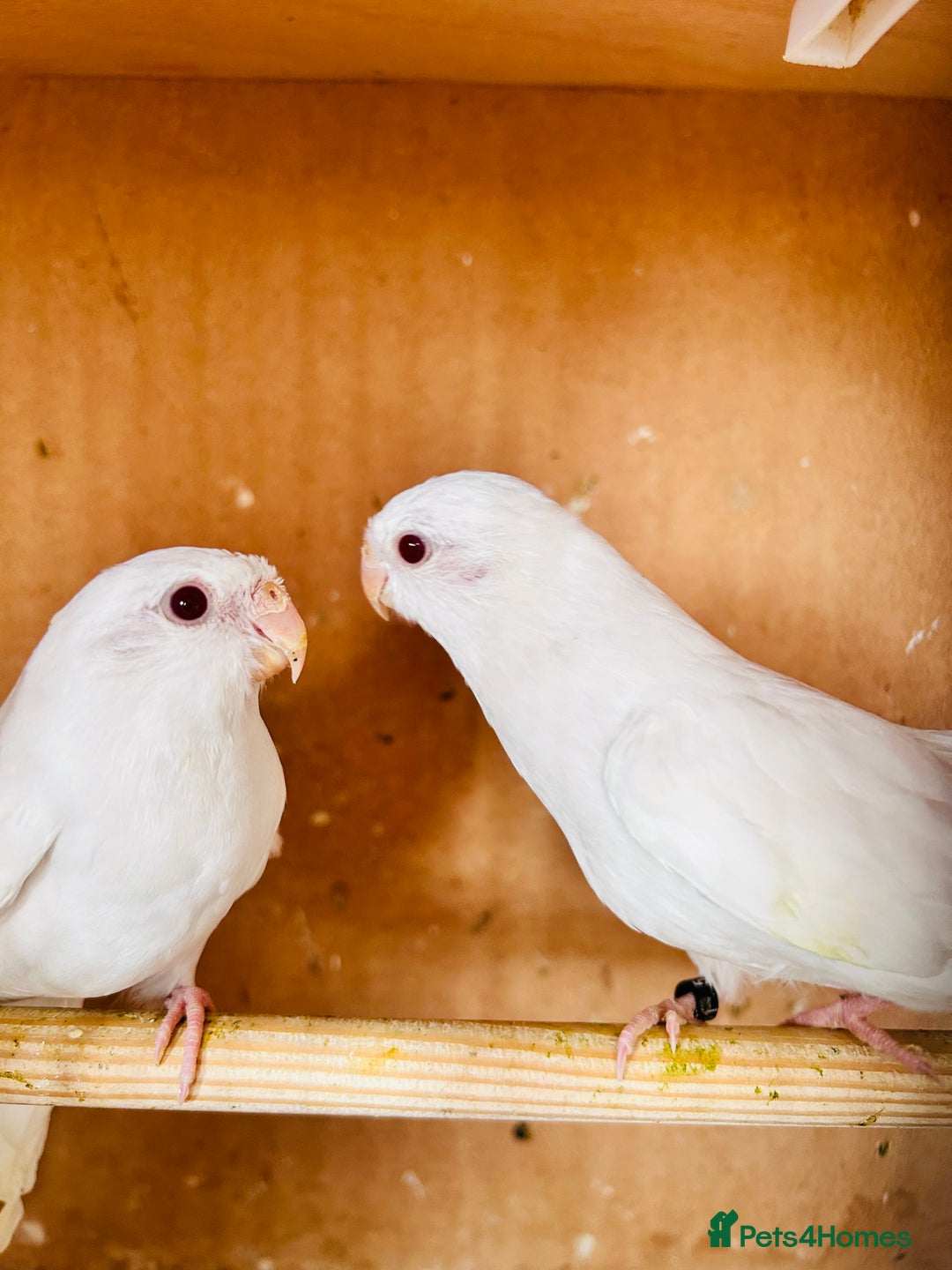 Parakeets birds for sale: Pair of albino red rump parrot for sale  - Image 5