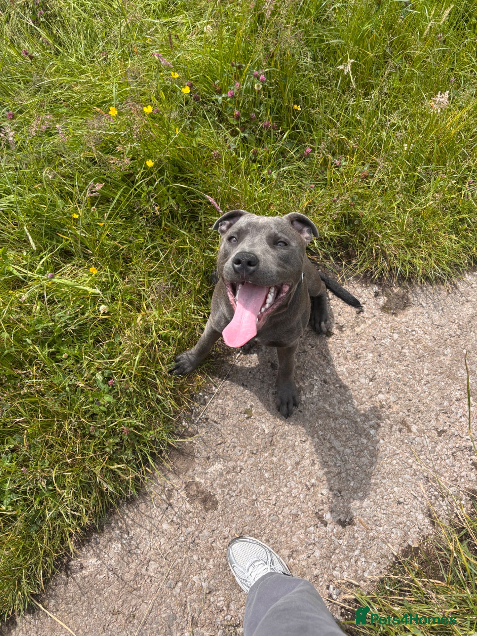Staffordshire Bull Terrier dogs Male boy blue Staffordshire bull terrier  - Advert 1