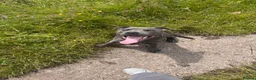Staffordshire Bull Terrier dogs for sale: Male boy blue Staffordshire bull terrier  in Manchester - Advert 1