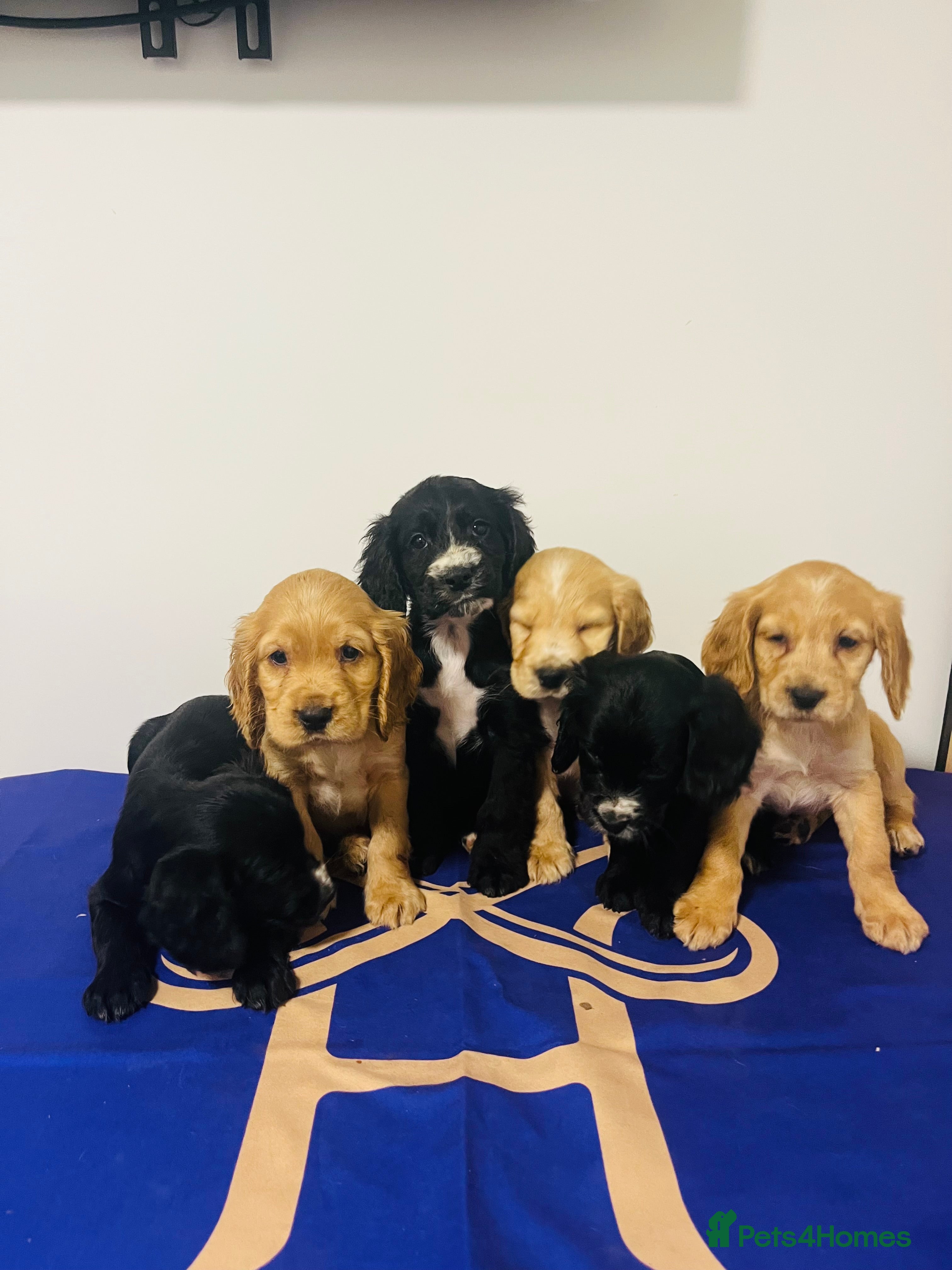 Cockapoo dogs BEAUTIFUL F1 COCKAPOOS - Advert 4