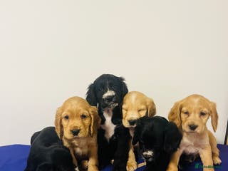 Cockapoo dogs BEAUTIFUL F1 COCKAPOOS - Advert 4