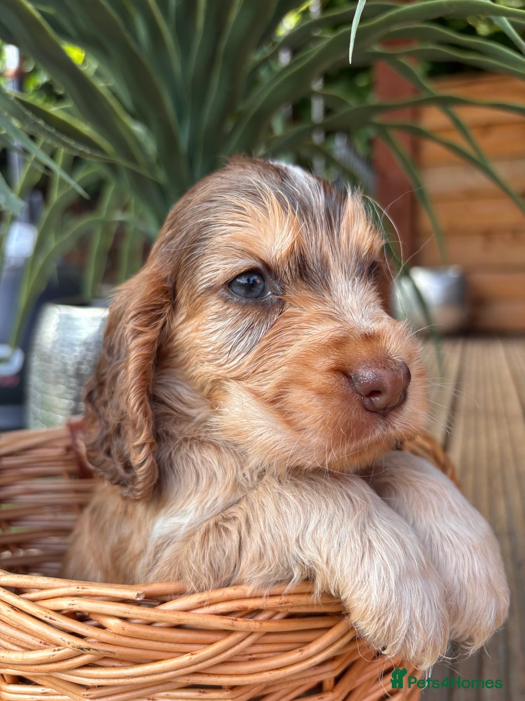 Cocker Spaniel dogs for sale: Beautiful Show Type KC registered Cocker Spaniels  - Image 24