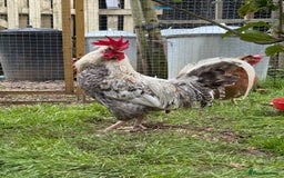 Chickens poultry for sale: Cockerels For Sale - Image 4