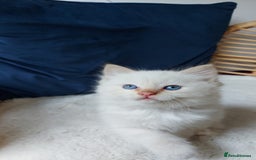 Siamese cats for sale: Ready to Leave Flame Point Siamese Kittens - Image 5