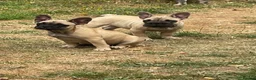 French Bulldog dogs for sale: Female fawn coat and a black mask. - Advert 8