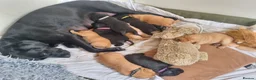 Labrador Retriever dogs for sale: Stunning chunky fox red & black labrador pups - Advert 21