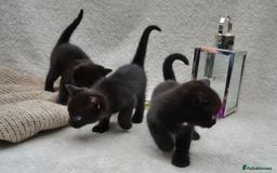 Mixed Breed cats for sale: Beatiful Maine-Coone/Bombay Kittens - Image 7