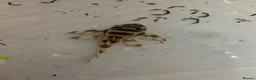 Plecos fish for sale: L333 Goldline Pleco Ceramic line. AA grade - Advert 7
