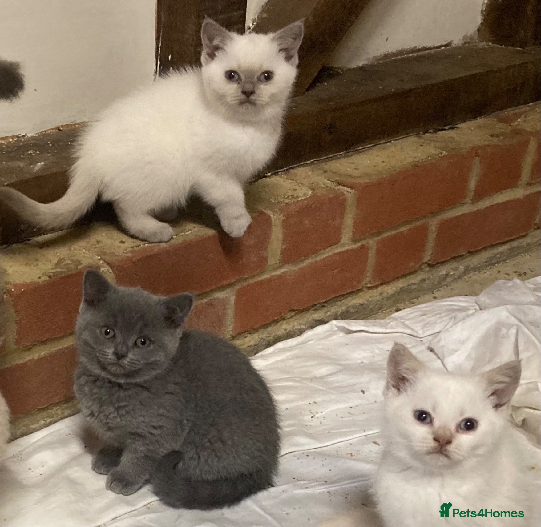 British Shorthair cats British Shorthair Kittens - Advert 6