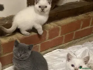 British Shorthair cats British Shorthair Kittens - Advert 6