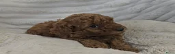 Toy Poodle dogs for sale: Red Toy Poodle Boy - Advert 4