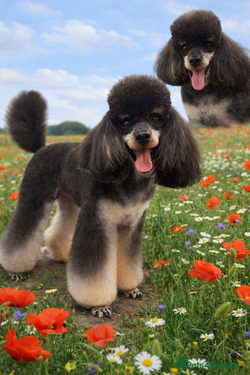 Toy Poodle dogs Kc registered, dna tested health and colour - Advert 1