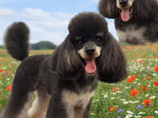 Toy Poodle dogs Kc registered, dna tested health and colour - Advert 1