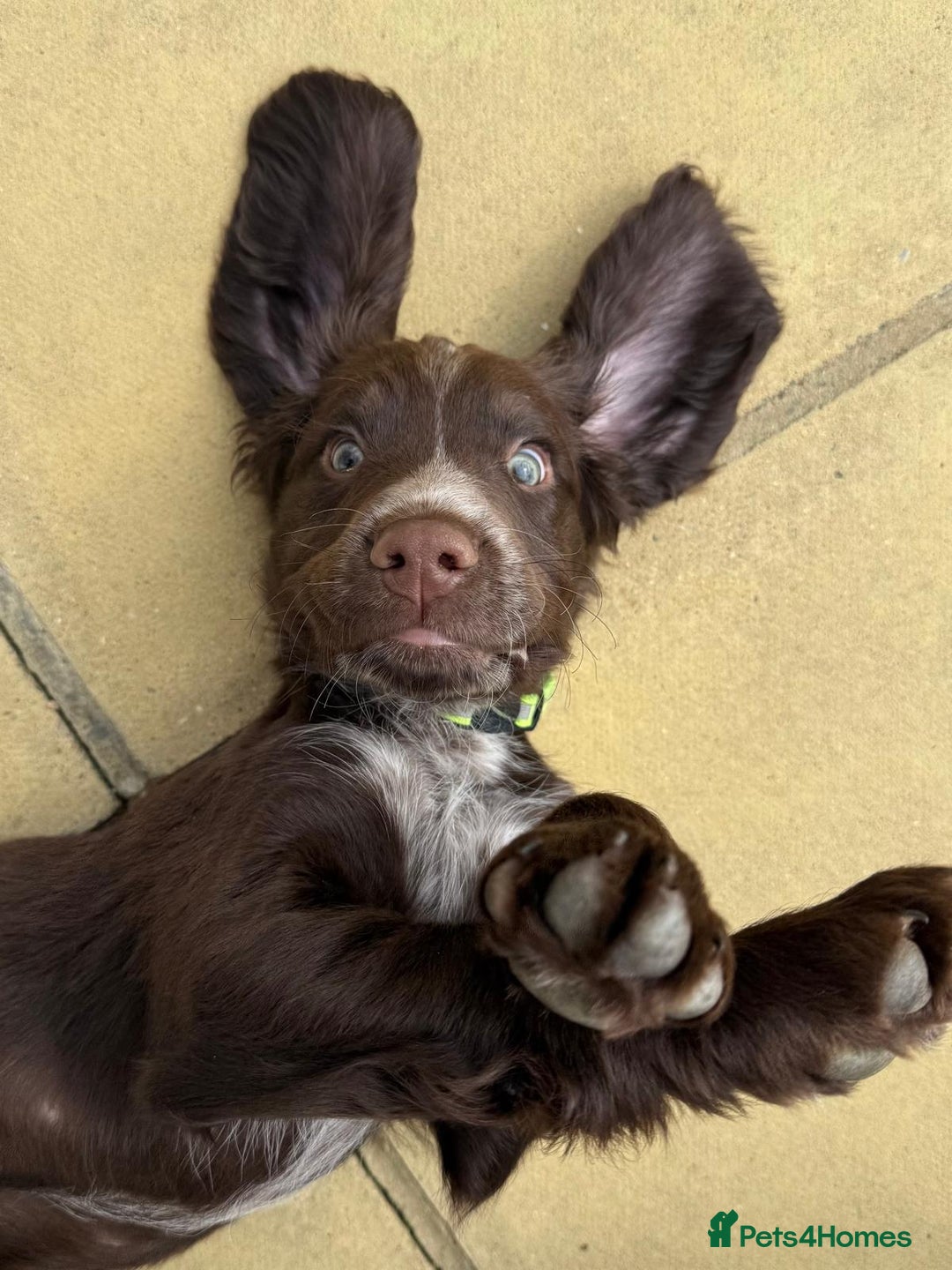Cocker Spaniel dogs for sale: 6-month old cocker spaniel - Image 6