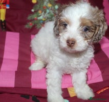 Cockapoo dogs Extensively health tested American cockerpoos - Advert 7