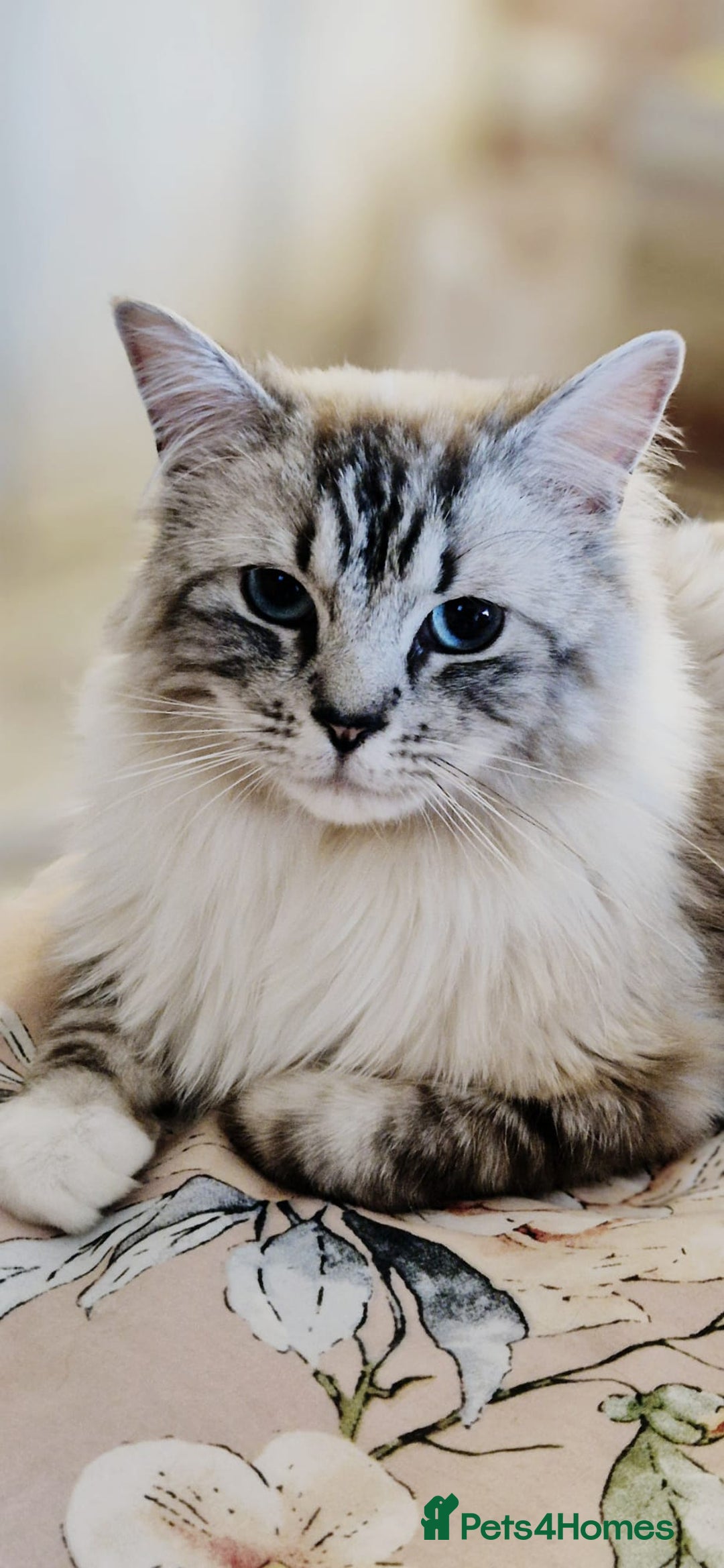 Mixed Breed cats for sale: Stunning Ragdoll x 6 month old kitten - Advert 3
