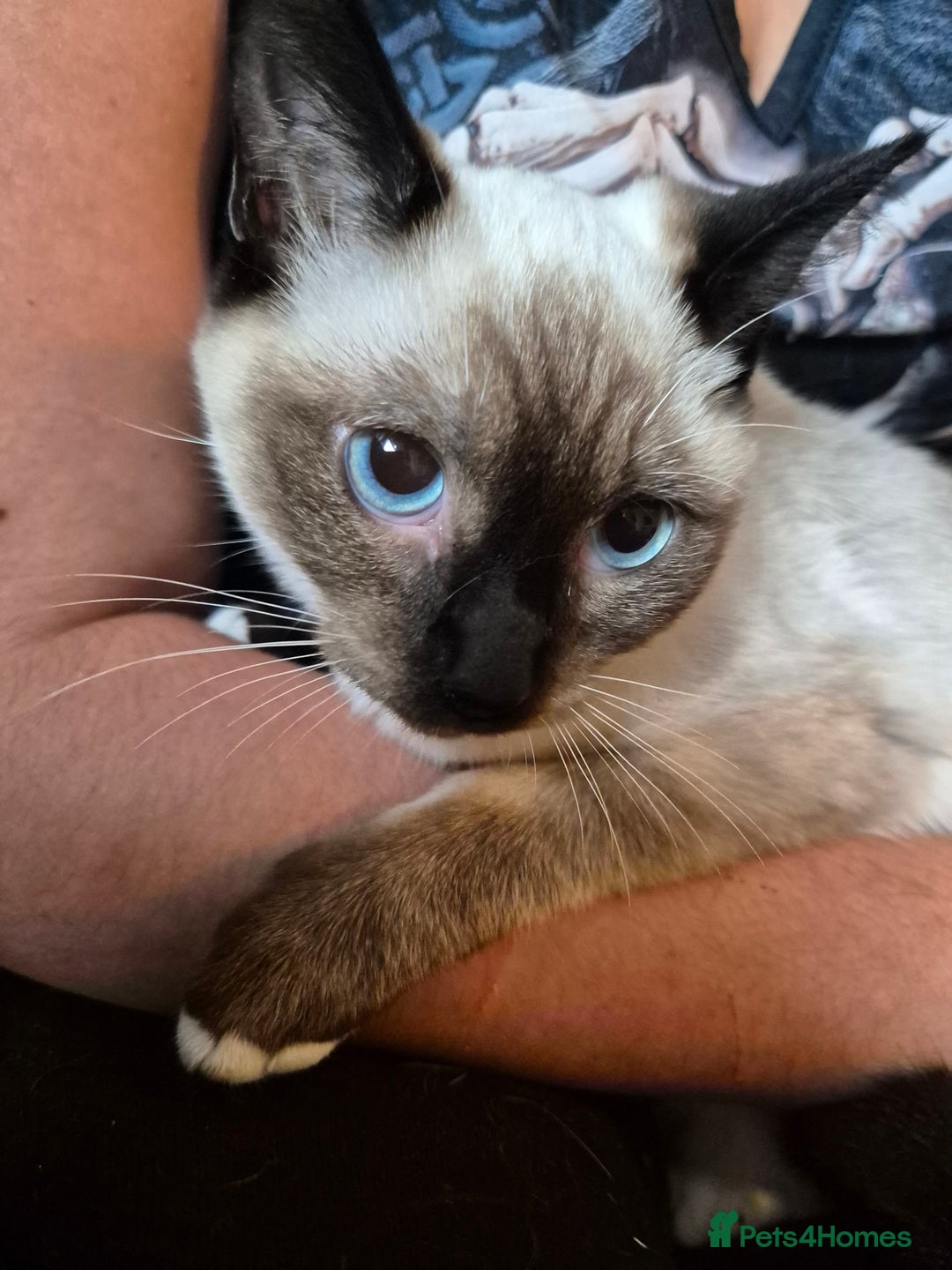 Snowshoe cats for sale: Pedigree Snowshoe kittens ready 8th november  - Image 12