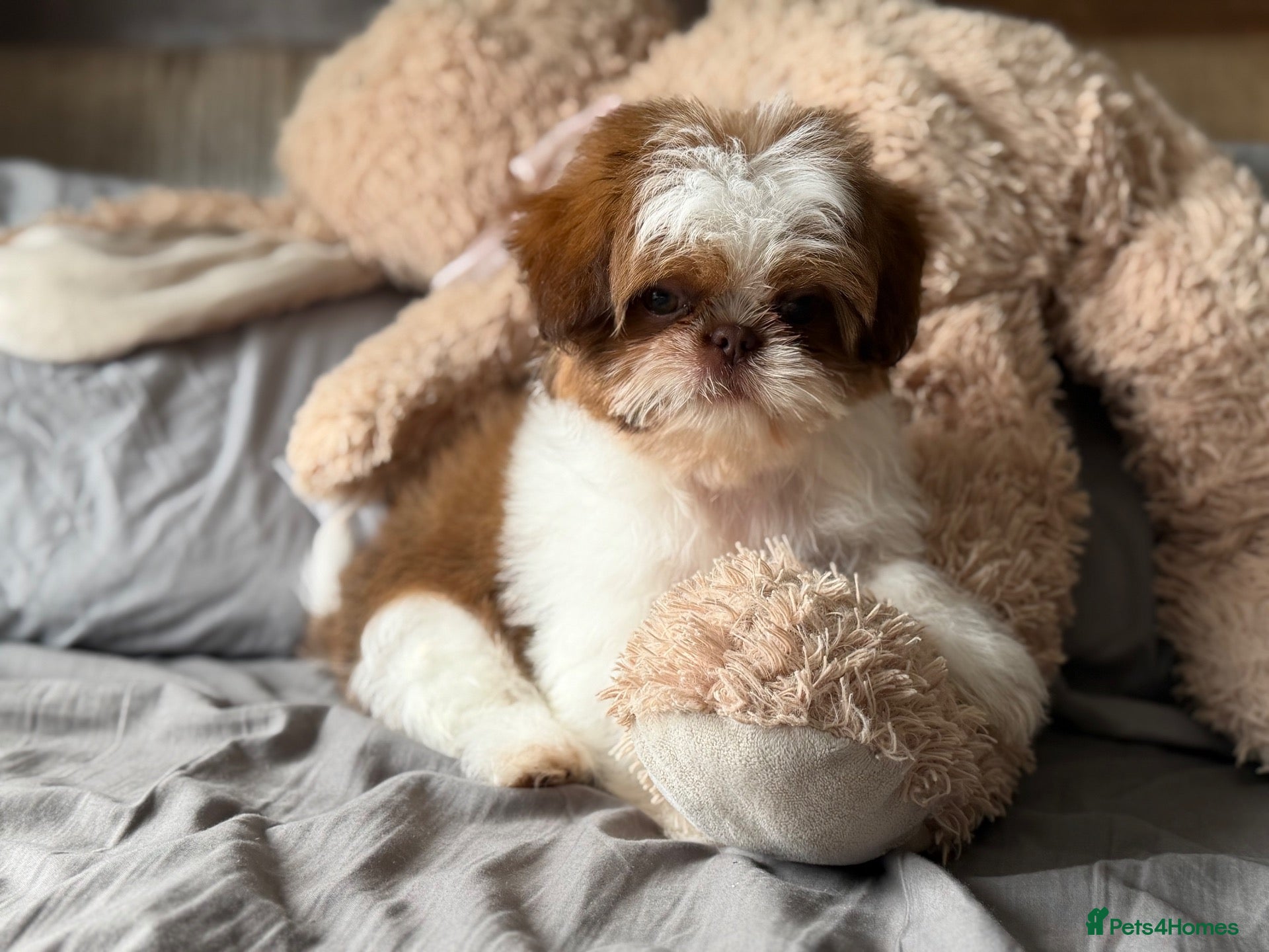 Shih Tzu dogs Highly Pedigreed (Pink Nose) Shih Tzu Puppies - Advert 3