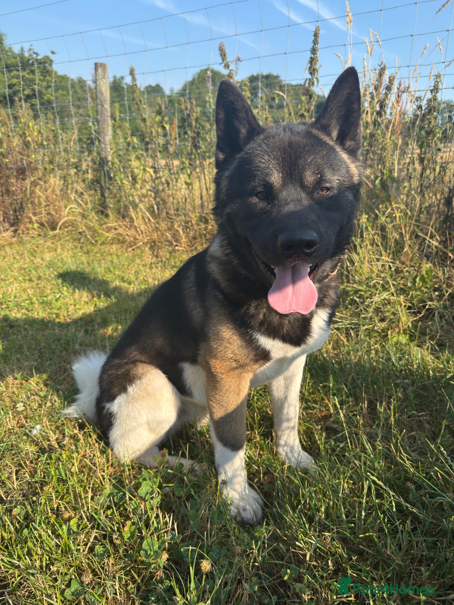 Akita dogs Handsome and Playful American Akita 1 Year Old Boy - Advert 18
