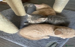 British Shorthair cats for sale: British shorthair kittens  - Image 5