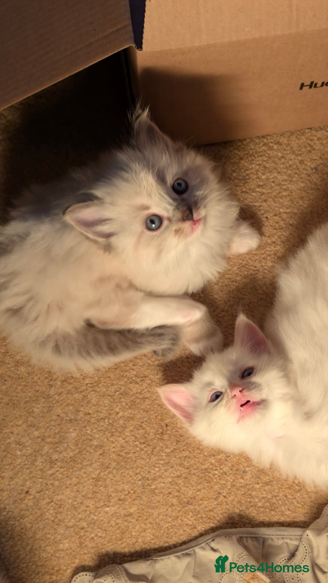 Ragdoll cats for sale: Beautiful Playful Ragdoll Kittens - Advert 19