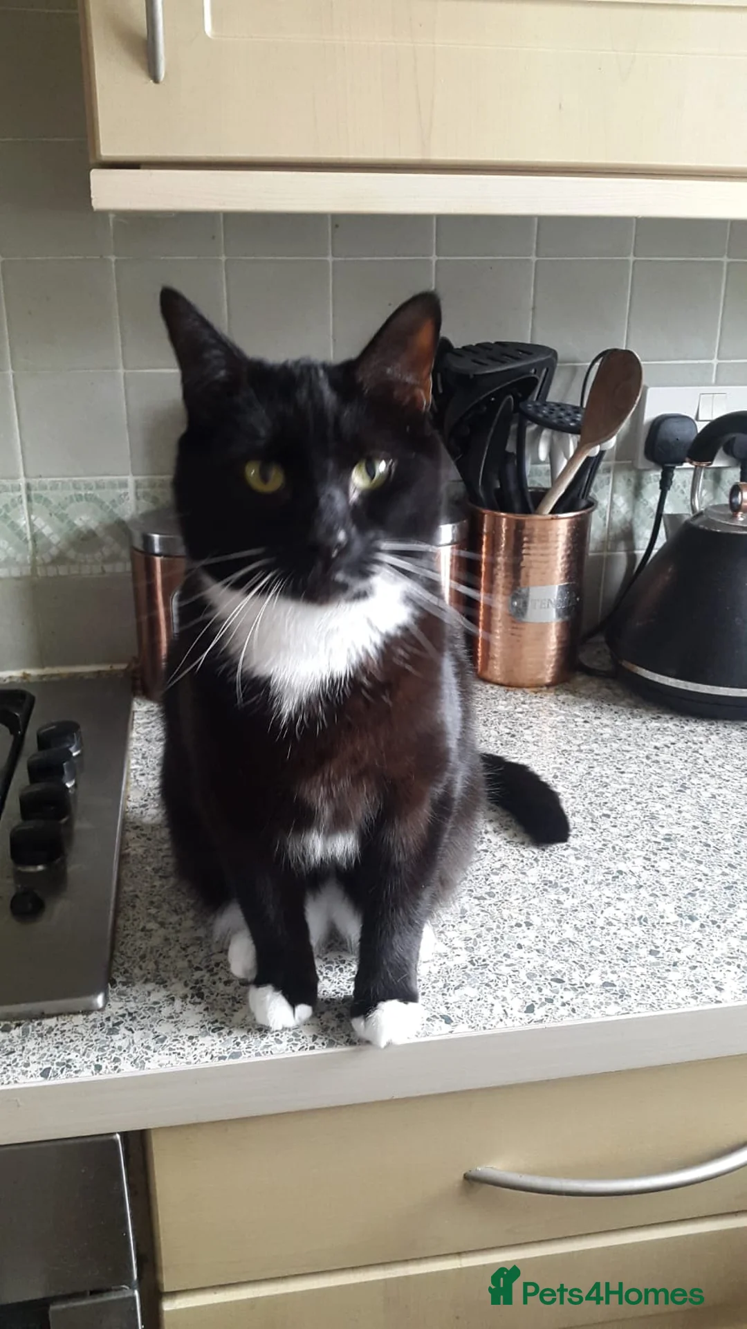 British Longhair cats for sale: 8 year old male cat for adoption. in Tenbury Wells - Advert 5