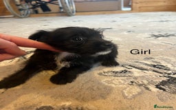 Mixed Breed dogs for sale: Jackapoo pups ready 9th August  - Image 4