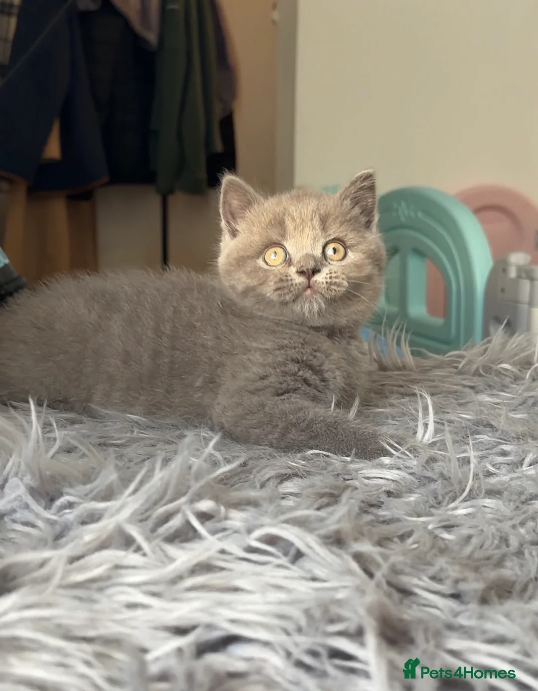 British Shorthair cats for sale: GCCF registered blue male British shorthair - Advert 2